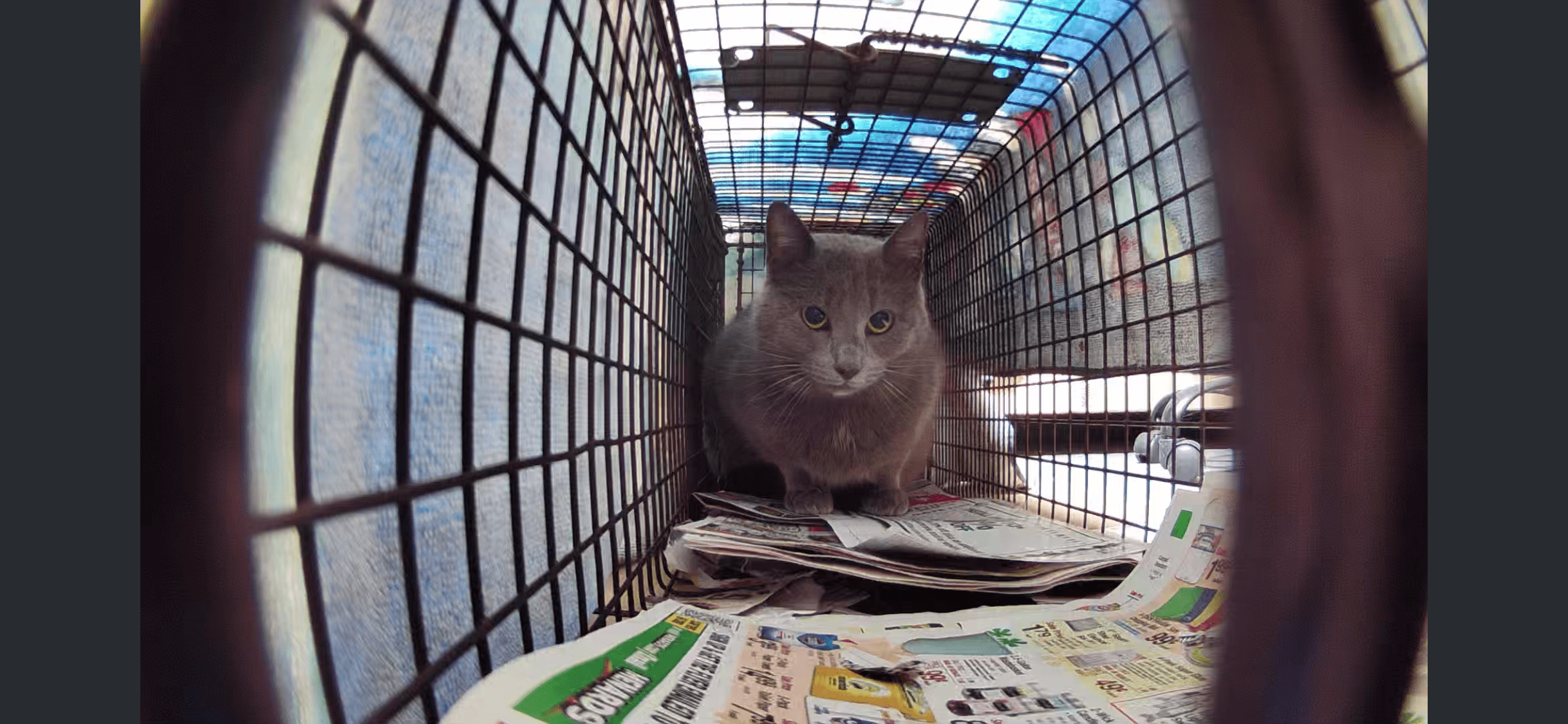 Grey Cat in Trap