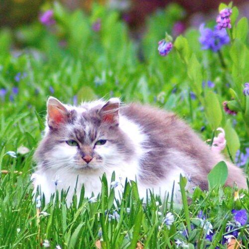 Spring Cat