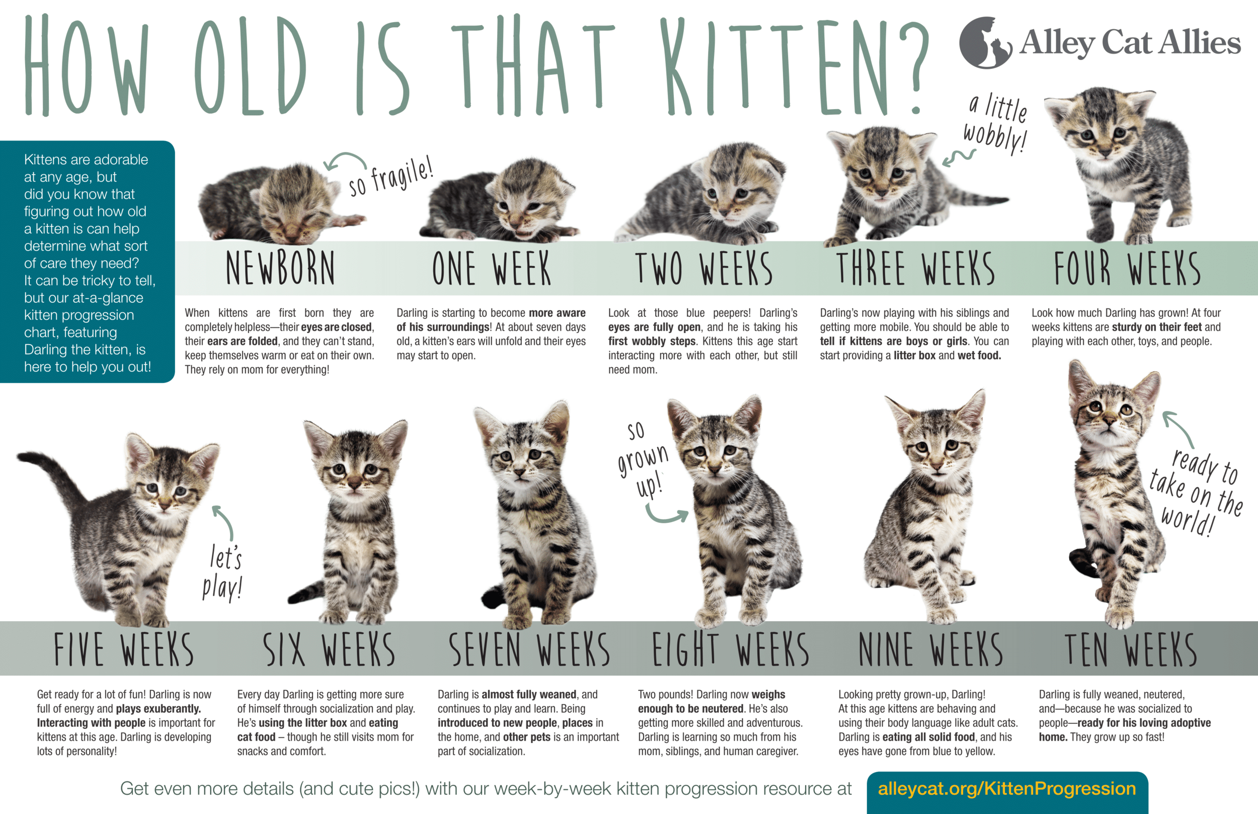 ACA+Kitten+Age+Chart