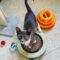 Skye 29307