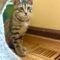 Tigger 29459