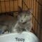 Tippy