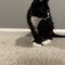 Tux 7873